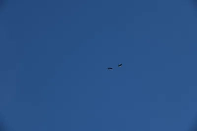 DSC_0272 (Large).JPG